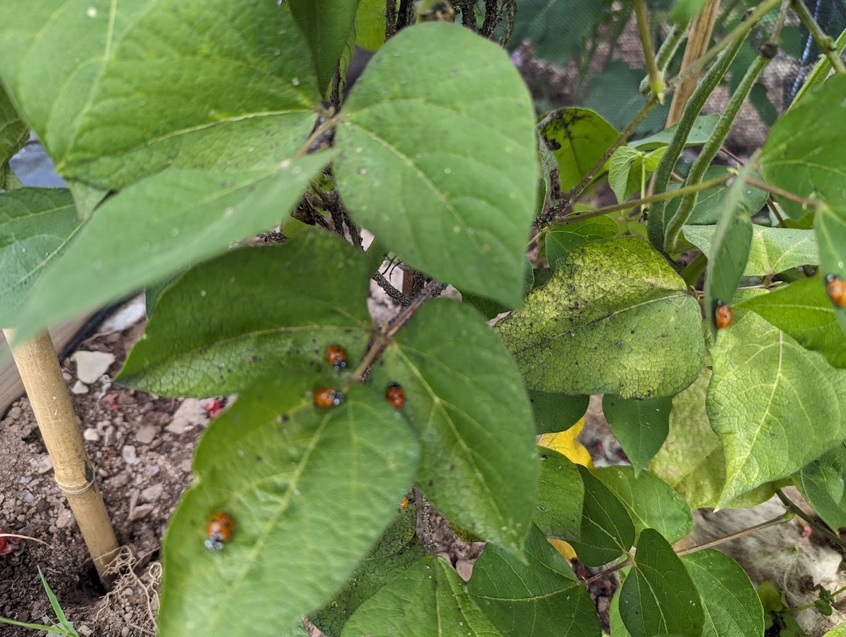 Ladybirds everywhere in July